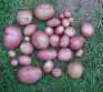 potatoes, rooster, maincrop, irish